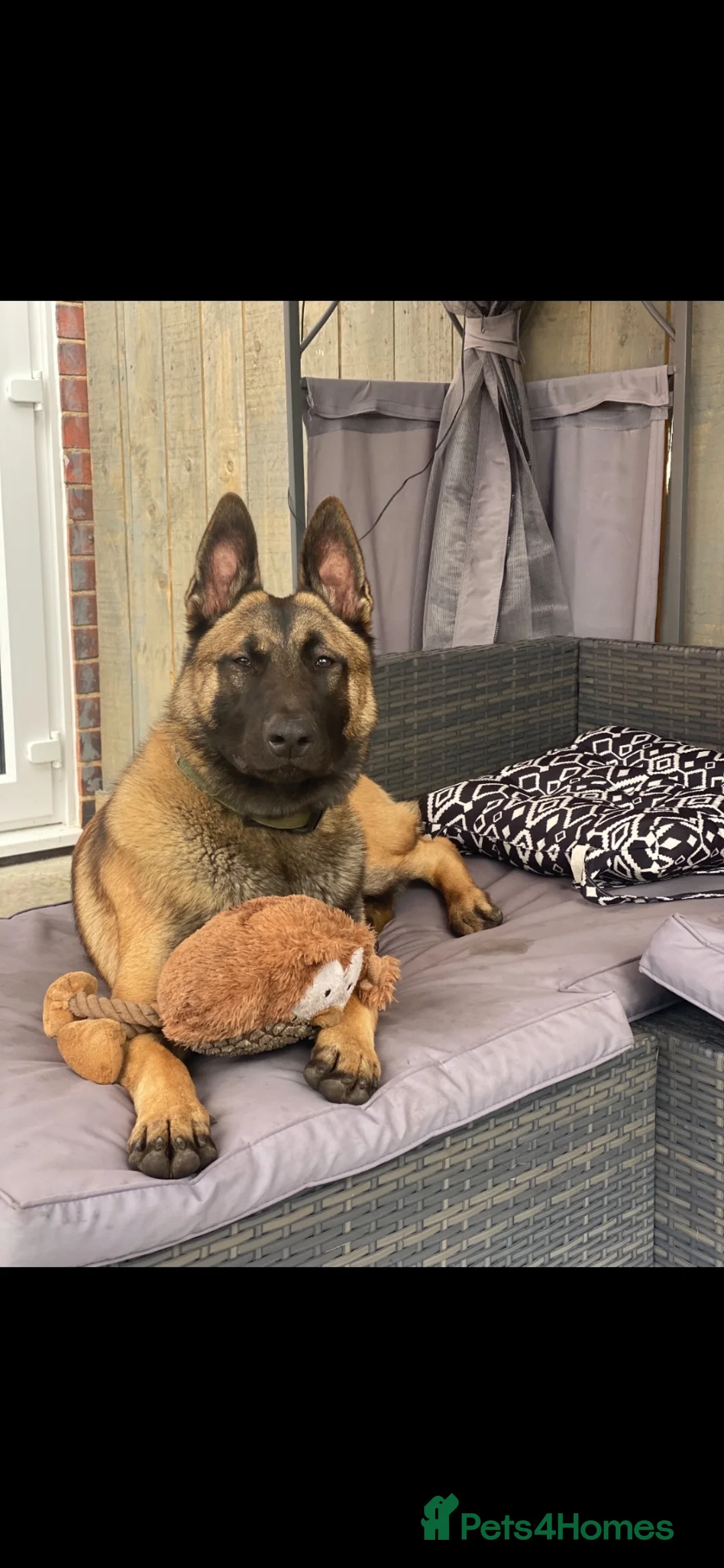 Belgian Shepherd Dog dogs for sale: Mali dutchie puppies  - Advert 1