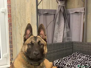Belgian Shepherd Dog dogs Mali dutchie puppies - Advert 1