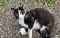 Mixed Breed cats for sale: 🎃 4 Pumpkin Gingers & 2 Phantom Kittens 👻 - Image 33
