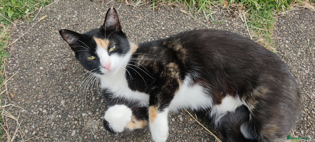 Mixed Breed cats for sale: 🎃 4 Pumpkin Gingers & 2 Phantom Kittens 👻 - Image 33
