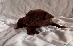 Mixed Breed dogs for sale: French bulldog x Patterdale terrier - Image 2