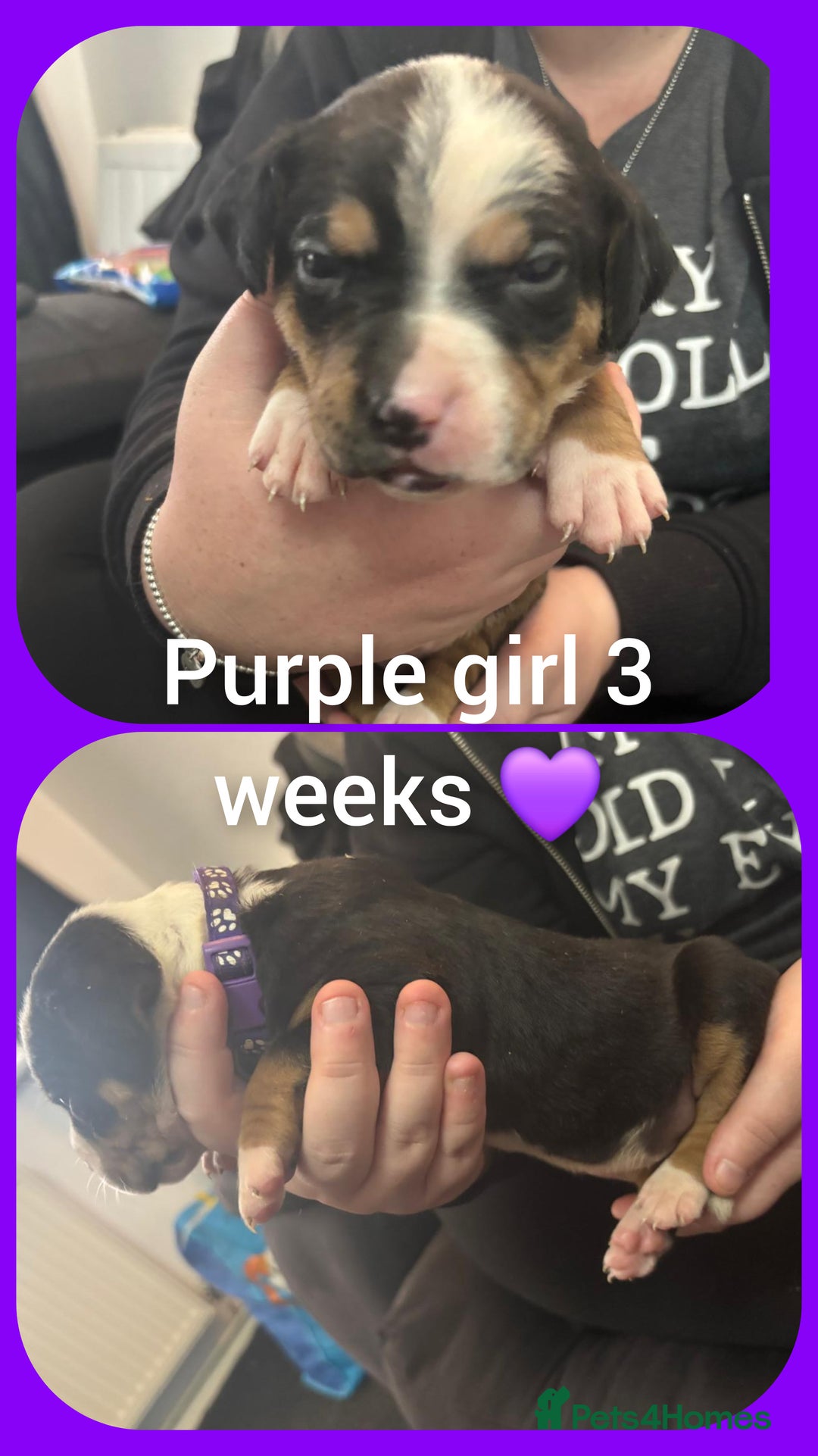 Mixed Breed dogs for sale: Staffy cross pups for sale  - Advert 11