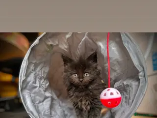 Ragcoon cats READY TO LEAVE NOW!! 3 FEMALE RAGCOON KITTENS - Advert 10