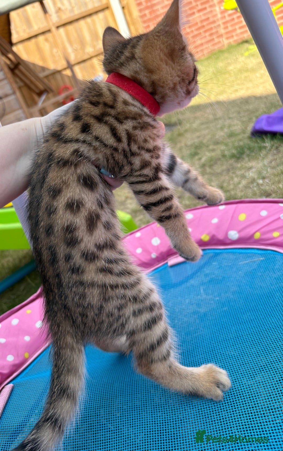 Bengal cats for sale: Beautiful litter of spotted Bengal kittens - Ready - Image 11