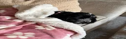 Cocker Spaniel dogs for sale: Cockapoo in Barnsley - Advert 6