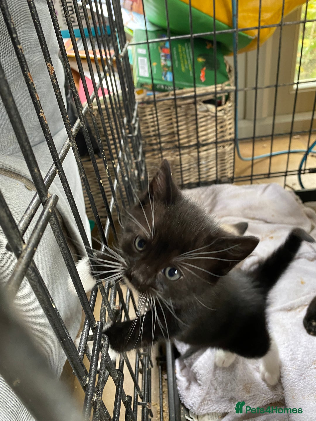 British Shorthair cats for sale: Beautiful Shorthair kittens - Image 8