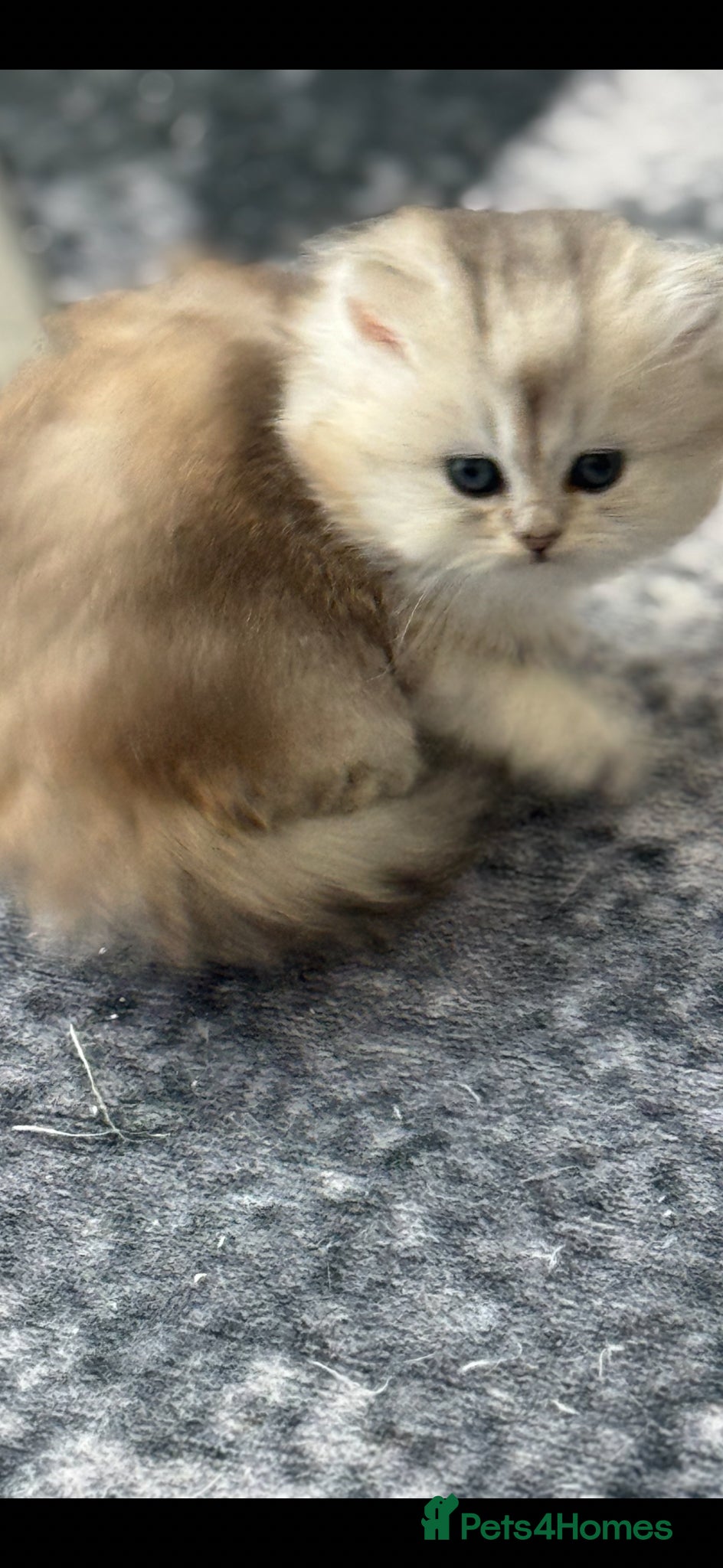 Scottish Fold cats for sale: Scottish pedigree golden kittens - Advert 15