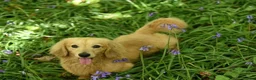Miniature Dachshund dogs for sale: Long-Haired Miniature Dachshund Puppies Ready Soon in Nottingham - Advert 5