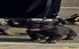 French Bulldog dogs for sale: FRENCHYS Kc from £2500 fluffy, Pink carriers - Image 25