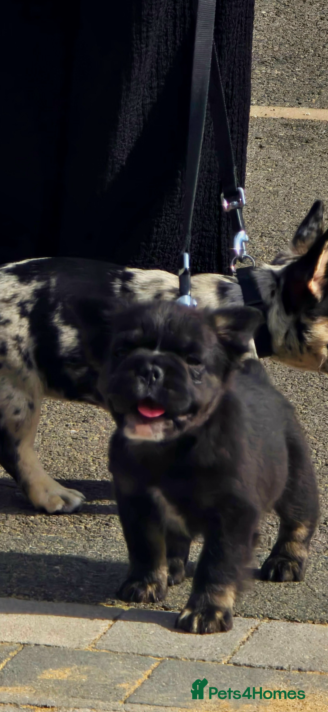 French Bulldog dogs for sale: FRENCHYS Kc from £2500 fluffy, Pink carriers - Image 25