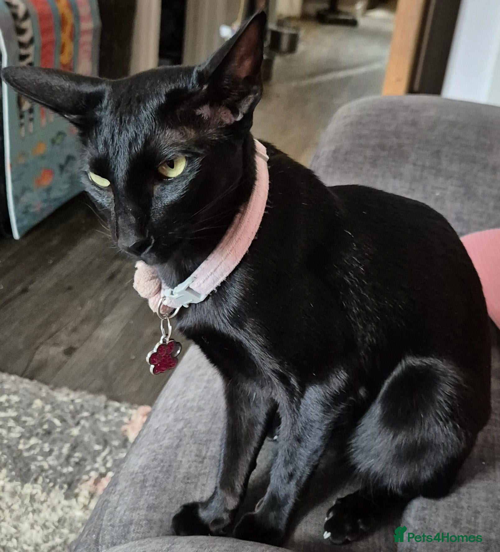 Oriental cats Lovely black oriental - Advert 5