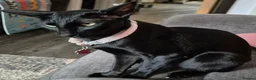Oriental cats for sale: Lovely black oriental - Advert 1