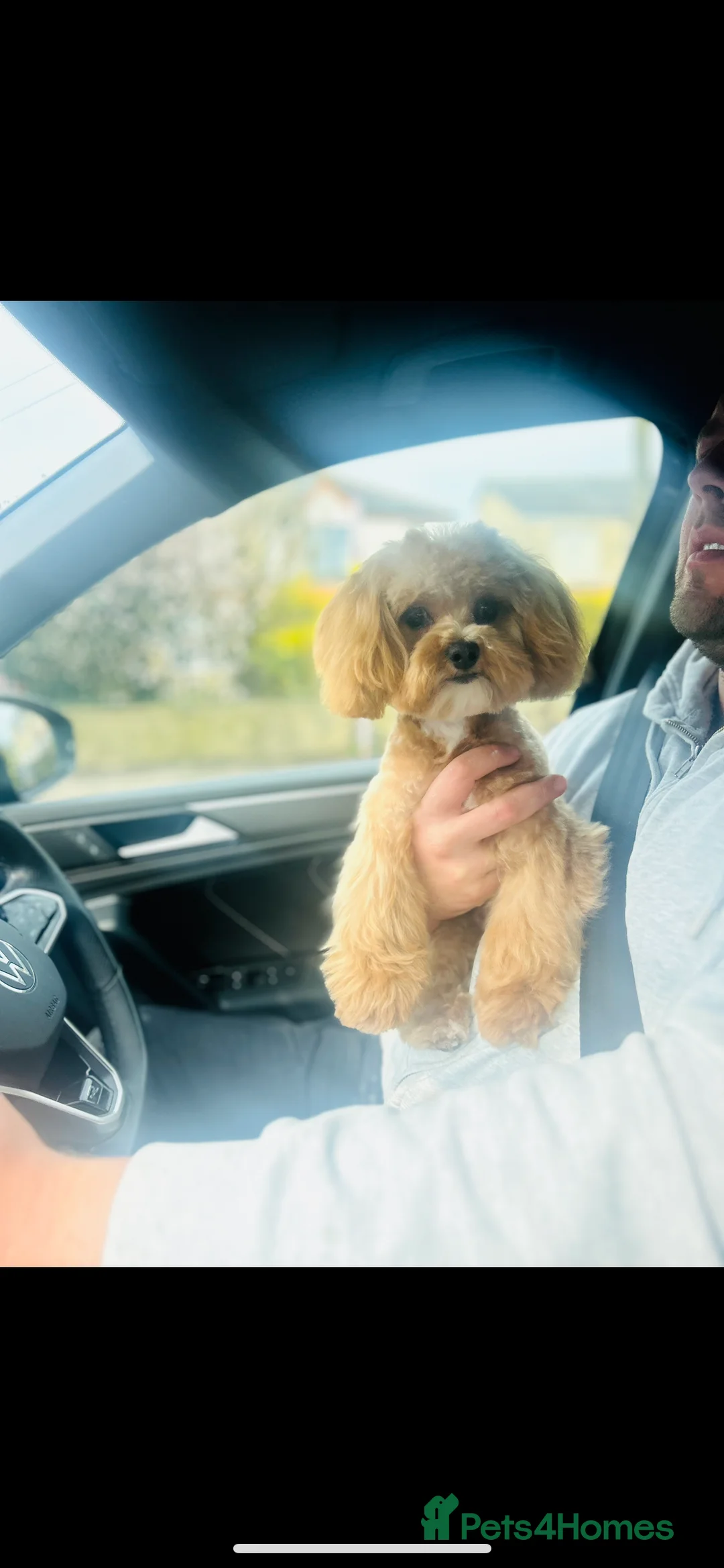 Toy Poodle dogs for stud: TINY MALTIPOO STUD - Advert 3