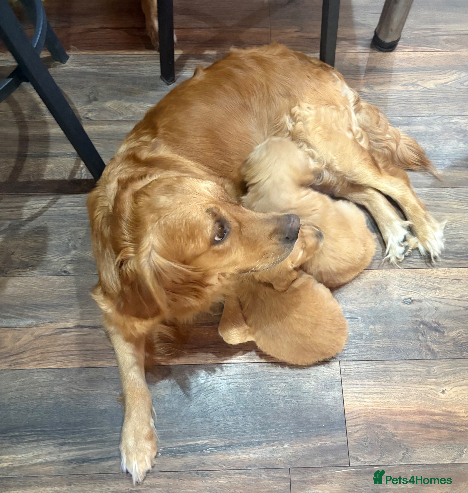 Golden Retriever dogs KC registered golden retrievers - Advert 1