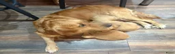 Golden Retriever dogs for sale: KC registered golden retrievers - Advert 1