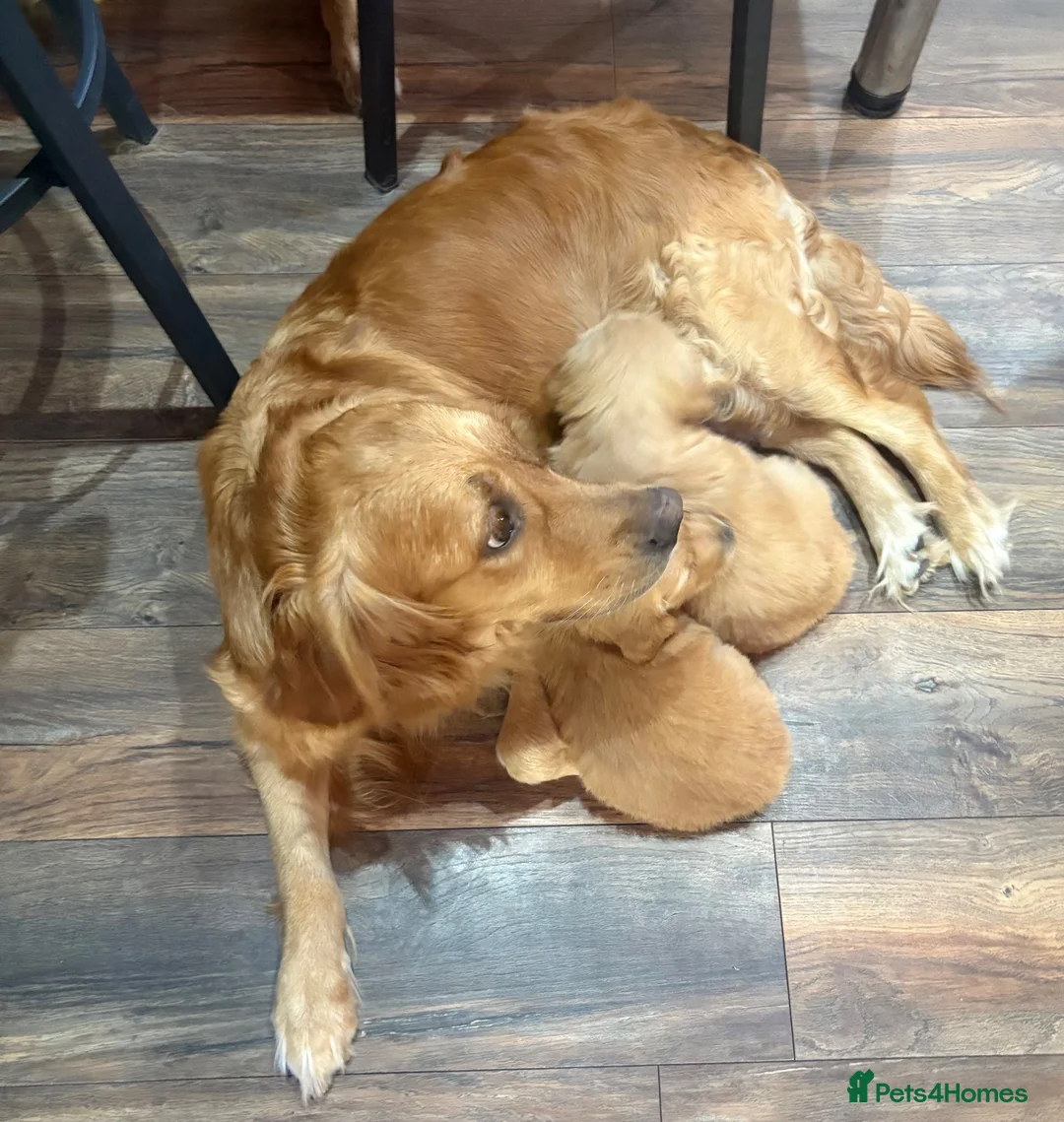 Golden Retriever dogs for sale: KC registered golden retrievers - Advert 1