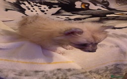 Pomeranian dogs for sale: Butiful Pomeranians - Advert 5