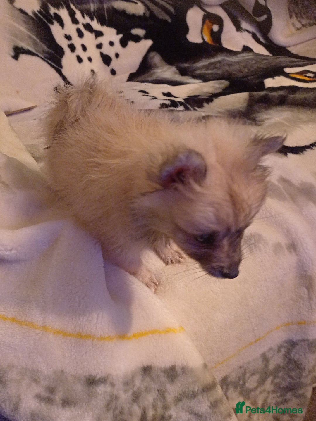 Pomeranian dogs for sale: Butiful Pomeranians - Advert 5