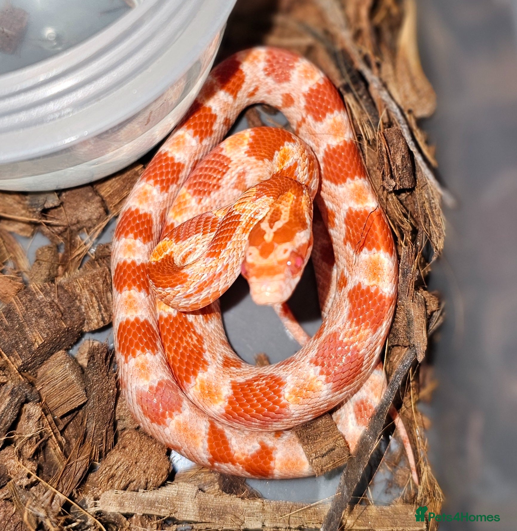 Corn Snake reptiles Amelanistic baby cornsnakes  - Advert 3