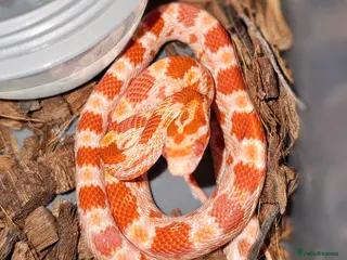 Corn Snake reptiles Amelanistic baby cornsnakes - Advert 1