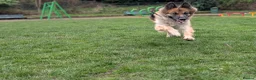 German Shepherd dogs for sale: German shepherd puppies due July - Advert 6