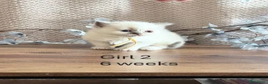 Girl 2 Shion