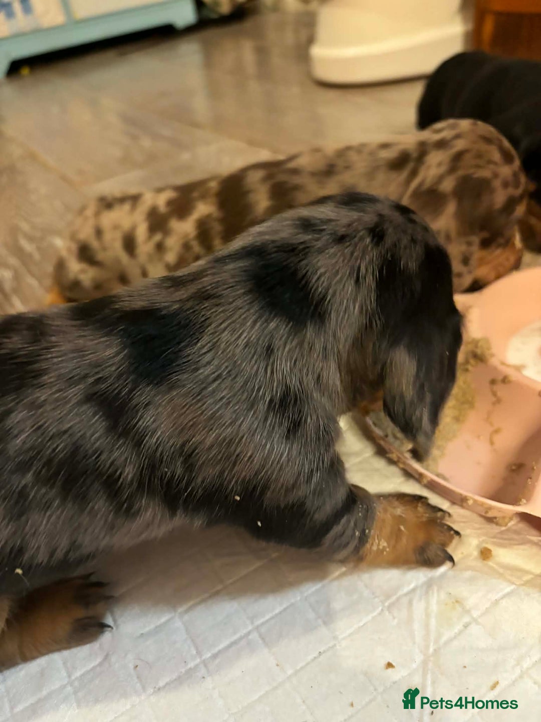 Dachshund dogs for sale: beautiful litter of five dachshund puppies - Advert 8