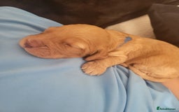 Cocker Spaniel dogs for sale: Beautiful cocker Spaniel ginger boy left - Image 8