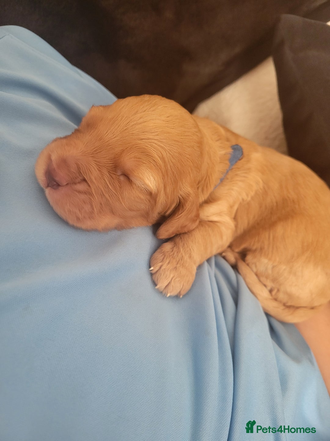 Cocker Spaniel dogs for sale: Beautiful cocker Spaniel ginger boy left - Image 8