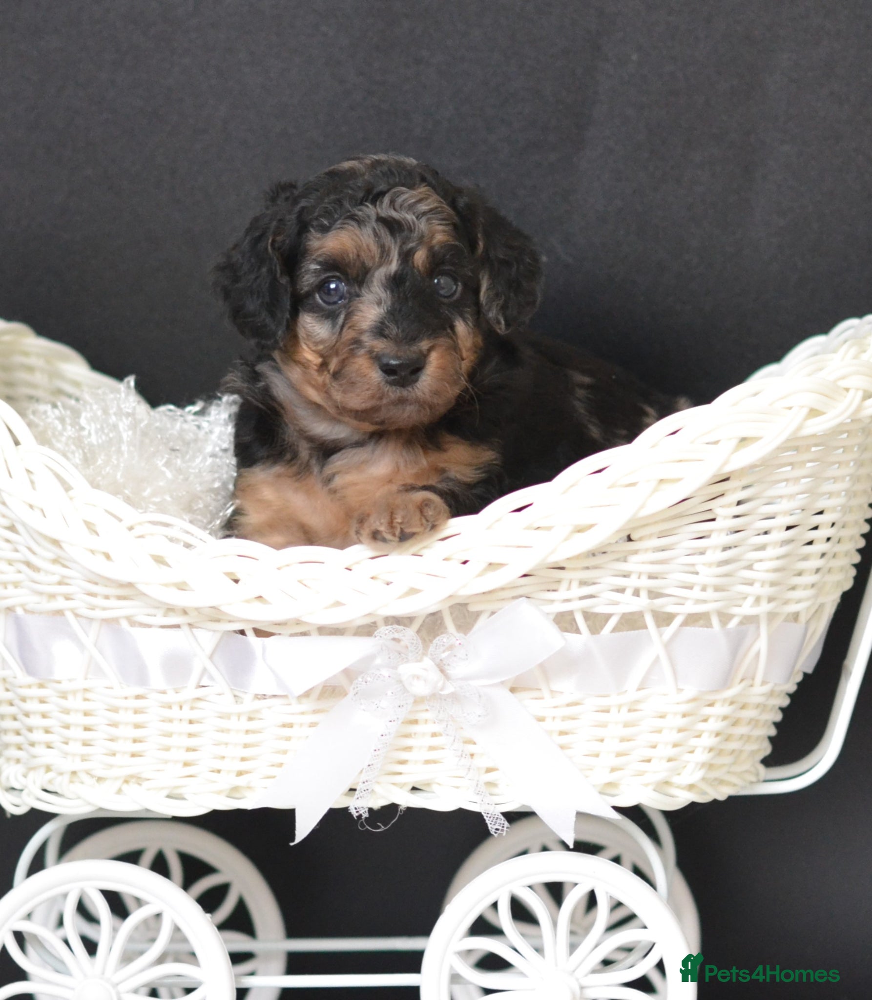 Miniature Poodle dogs Miniature poodle puppies from DNA tested parents.  - Advert 1