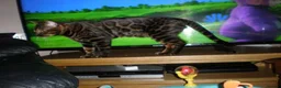 Bengal cats for sale: 5 Beautiful Bengal Kittens Ready Now  - Advert 8
