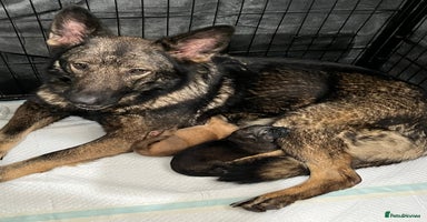 German Shepherd dogs GSD READY TO GO NOW - Advert 5