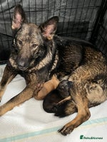 German Shepherd dogs GSD READY TO GO NOW - Advert 5
