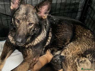 German Shepherd dogs GSD READY TO GO NOW - Advert 4