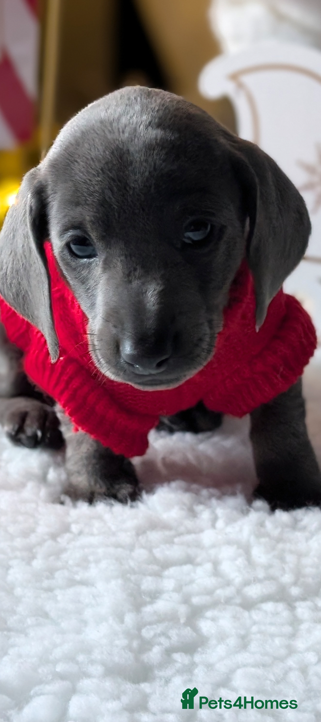 Miniature Dachshund dogs for sale: Beautiful mini dachshunds  - Advert 5