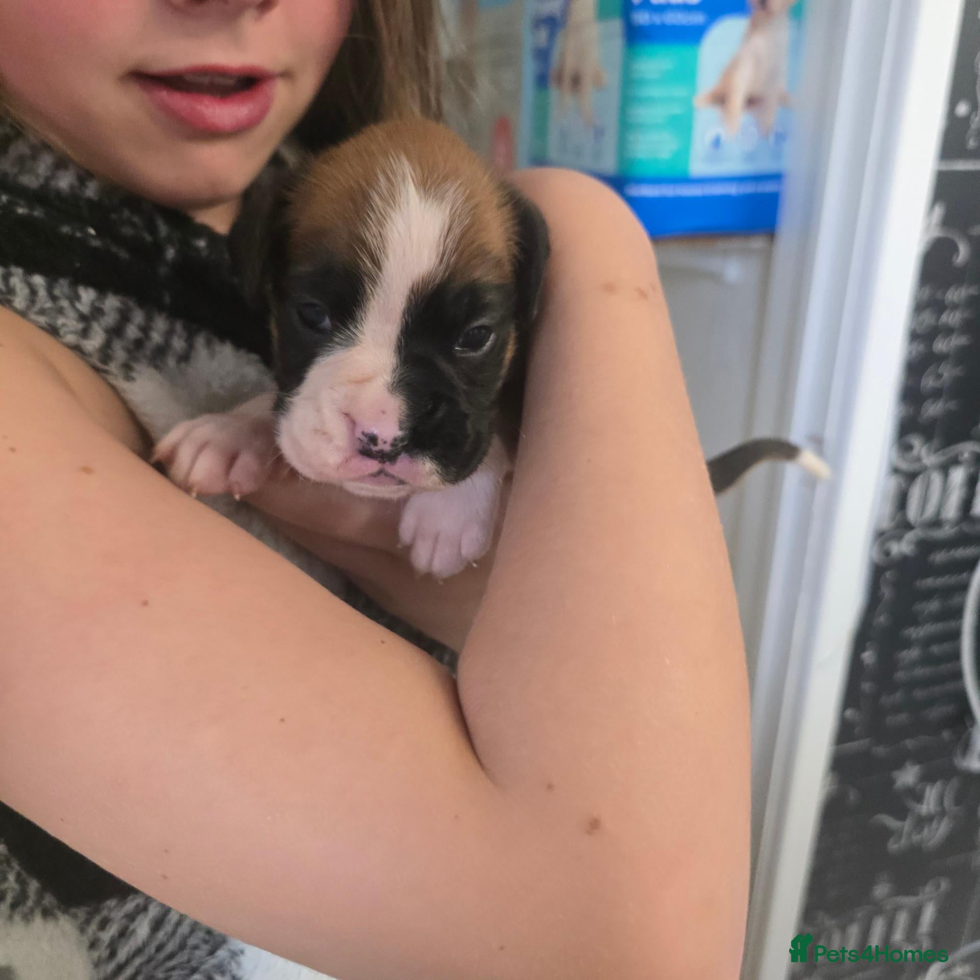 Boxer dogs BEAUTIFUL BOXER PUPPIES FOR SALE  - Advert 7