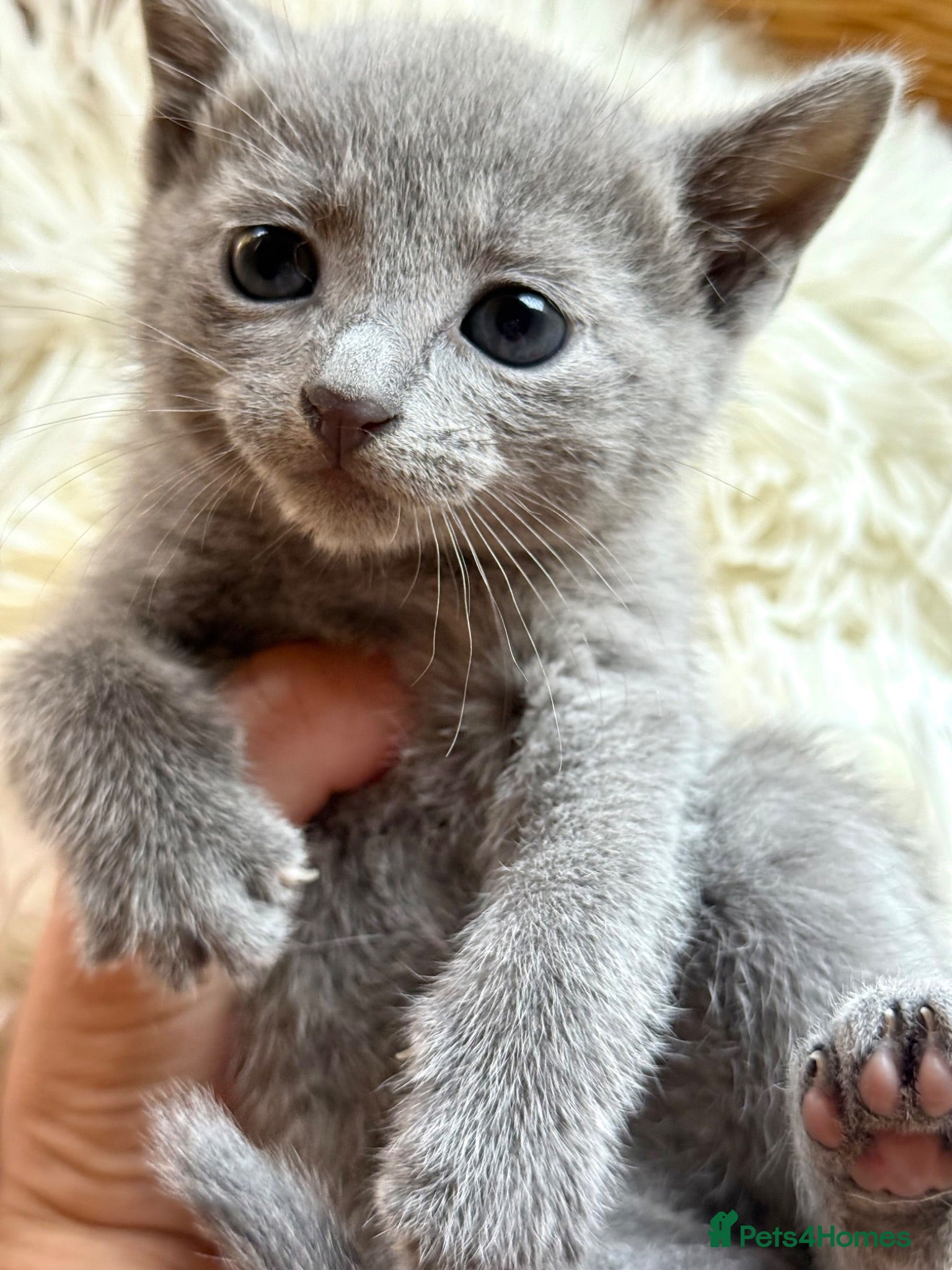 Russian Blue cats *TOP* Quality Pedigree Russian blue kittens - Advert 7
