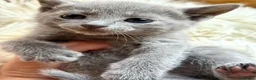 Russian Blue cats for sale: *TOP* Quality Pedigree Russian blue kittens - Advert 1