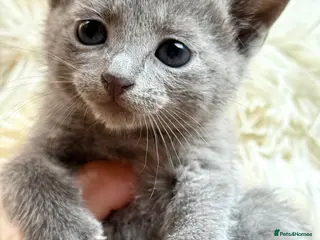 Russian Blue cats *TOP* Quality Pedigree Russian blue kittens - Advert 7