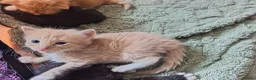 Mixed Breed cats for sale: Beautiful long haired kittens - Advert 11