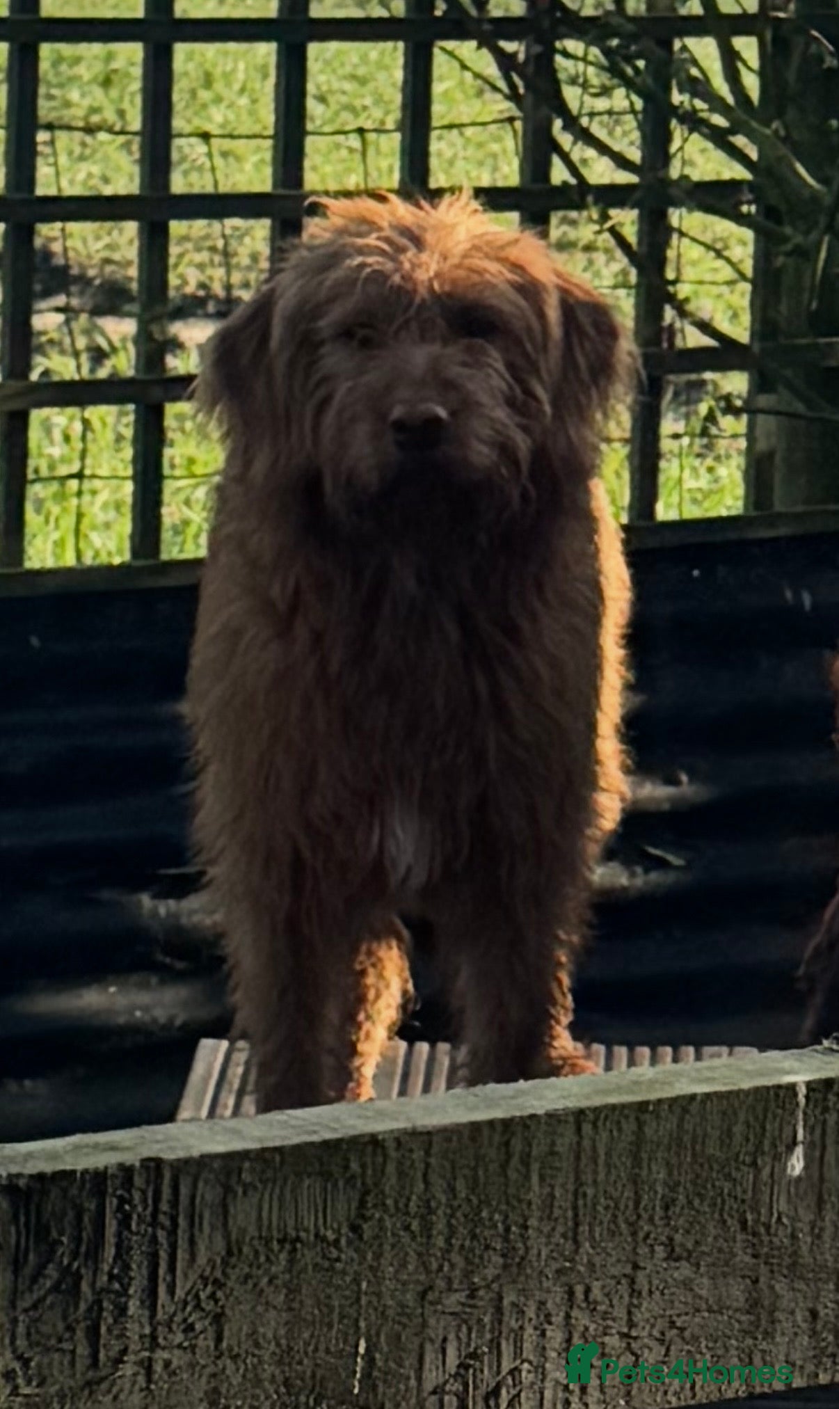 Australian Labradoodle dogs for sale: Gorgeous Tuxedo Marking Australian Labradoodles - Advert 13