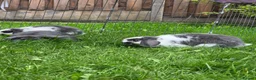 Mini Lop rabbits for sale: Mini lops, Grey & White, 2x Boys & 3x Girls - Advert 4