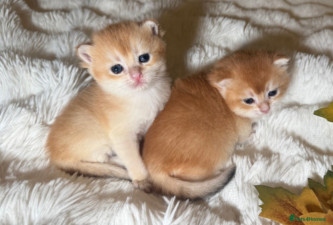British Shorthair cats for sale: ⭐️Golden and Blue Golden Chinchilla kittens⭐️ - Image 13