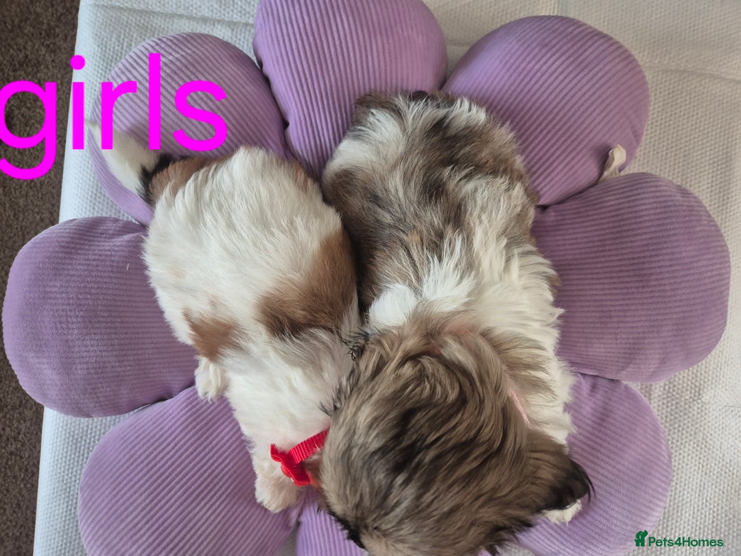 Shih Tzu dogs for sale: Cute Shih-Tzu puppies😍😍😍 - Image 4