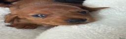 Miniature Dachshund dogs for sale: KC Registered Red Miniature Smooth dachshund pups - Advert 4