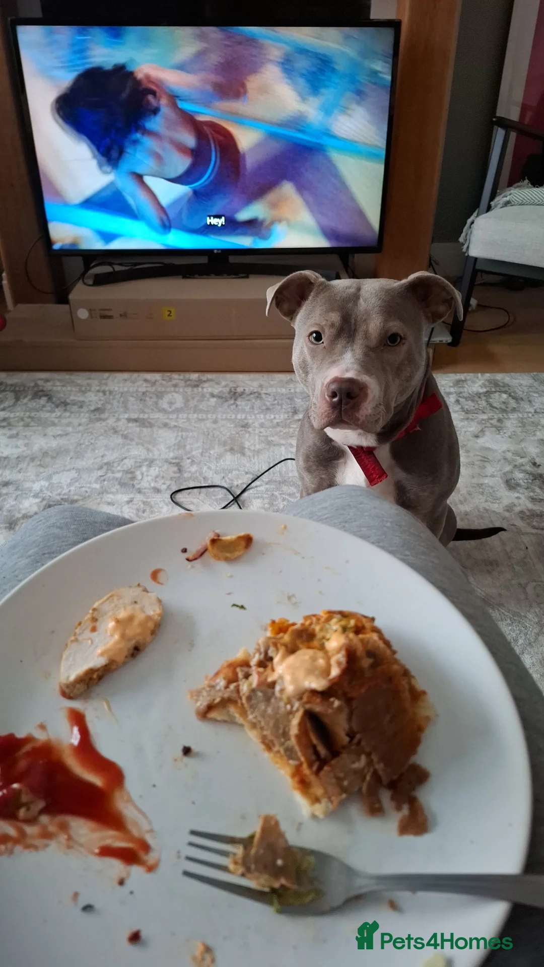 Mixed Breed dogs for sale: Staffy x Female x  - Advert 12