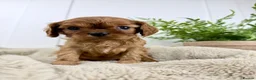 Cavalier King Charles Spaniel dogs for sale: KC registered Cavalier King Charles Spaniel.  - Advert 23
