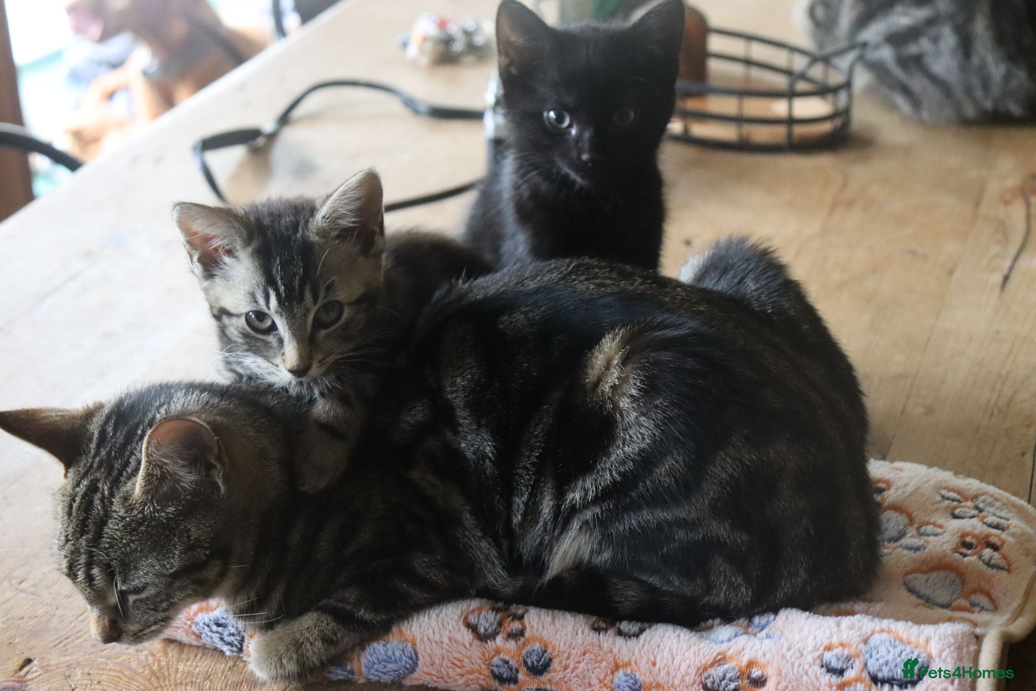 Mixed Breed cats 🐾 Beautiful Tabby x Ragdoll kittens🐾 - Advert 17