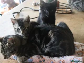 Mixed Breed cats 🐾 Beautiful Tabby x Ragdoll kittens🐾 - Advert 1
