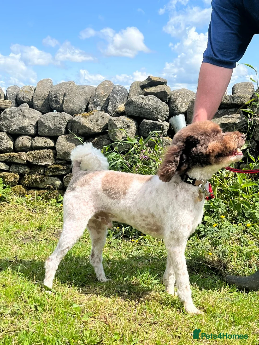 Miniature Poodle dogs for stud: KC Reg Miniature Parti Poodle - Advert 5